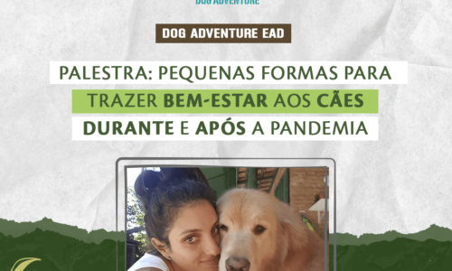 Pequenas formas de trazer bem-estar aos cães durante, e após, a pandemia