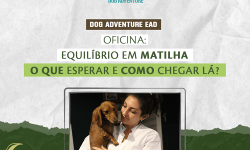 Oficina Equilíbrio em matilha: o que esperar e como chegar lá?